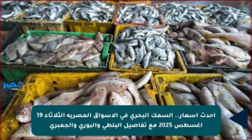 أحدث أسعار.. السمك البحري في الأسواق المصرية الثلاثاء 19 أغسطس 2025 مع تفاصيل البلطي والبوري والجمبري